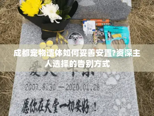 成都宠物遗体如何妥善安置?资深主人选择的告别方式