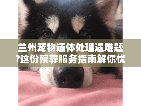 兰州宠物遗体处理遇难题?这份殡葬服务指南解你忧