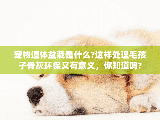 宠物遗体盆栽是什么?这样处理毛孩子骨灰环保又有意义，你知道吗?