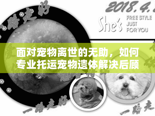 面对宠物离世的无助，如何专业托运宠物遗体解决后顾之忧？