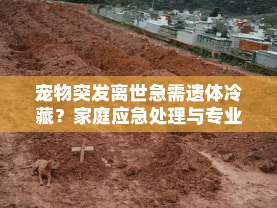 宠物突发离世急需遗体冷藏?家庭应急处理与专业保存方案对比 宠物突发离世急需遗体冷藏?家庭应急处理与专业保存方案对比