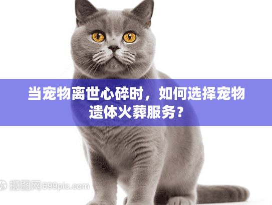 当宠物离世心碎时，如何选择宠物遗体火葬服务？