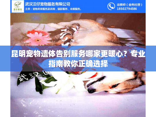昆明宠物遗体告别服务哪家更暖心?专业指南教你正确选择 昆明宠物遗体告别服务哪家更暖心?专业指南教你正确选择