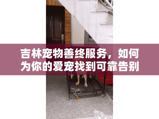吉林宠物善终服务，如何为你的爱宠找到可靠告别方案？