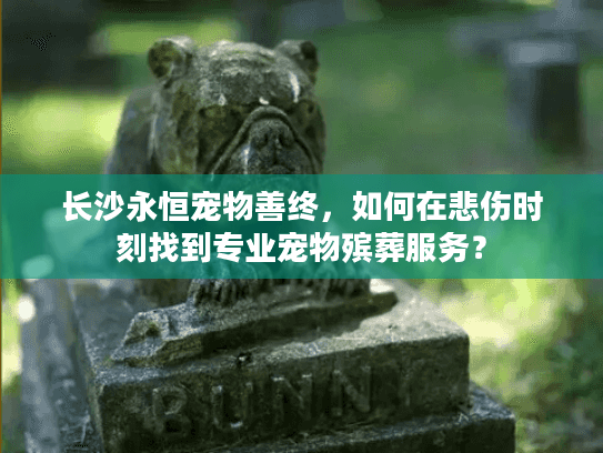 长沙永恒宠物善终，如何在悲伤时刻找到专业宠物殡葬服务？