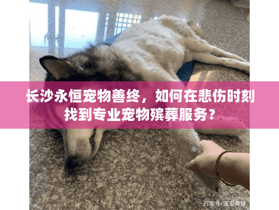 长沙永恒宠物善终，如何在悲伤时刻找到专业宠物殡葬服务？