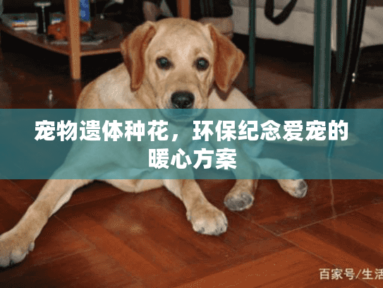 宠物遗体种花，环保纪念爱宠的暖心方案