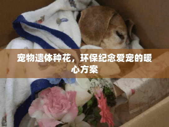 宠物遗体种花，环保纪念爱宠的暖心方案