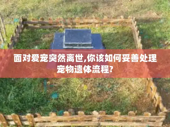 面对爱宠突然离世,你该如何妥善处理宠物遗体流程? 面对爱宠突然离世,你该如何妥善处理宠物遗体流程?