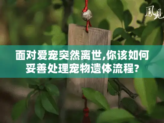 面对爱宠突然离世,你该如何妥善处理宠物遗体流程? 面对爱宠突然离世,你该如何妥善处理宠物遗体流程?