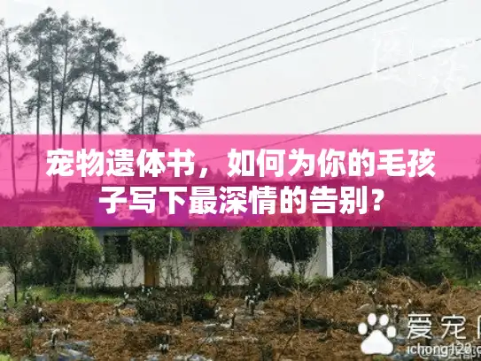 宠物遗体书,如何为你的毛孩子写下最深情的告别? 宠物遗体书,如何为你的毛孩子写下最深情的告别?