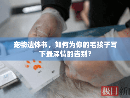 宠物遗体书,如何为你的毛孩子写下最深情的告别? 宠物遗体书,如何为你的毛孩子写下最深情的告别?