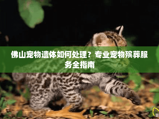 佛山宠物遗体如何处理？专业宠物殡葬服务全指南