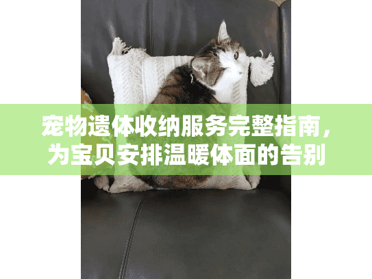 宠物遗体收纳服务完整指南，为宝贝安排温暖体面的告别