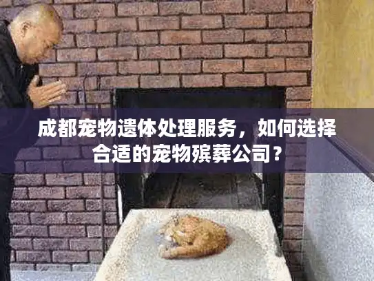 成都宠物遗体处理服务，如何选择合适的宠物殡葬公司？