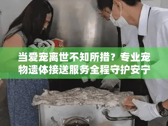 当爱宠离世不知所措？专业宠物遗体接送服务全程守护安宁
