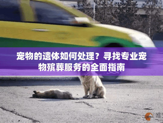 宠物的遗体如何处理?寻找专业宠物殡葬服务的全面指南 宠物的遗体如何处理?寻找专业宠物殡葬服务的全面指南