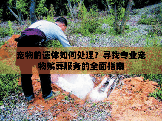 宠物的遗体如何处理?寻找专业宠物殡葬服务的全面指南 宠物的遗体如何处理?寻找专业宠物殡葬服务的全面指南