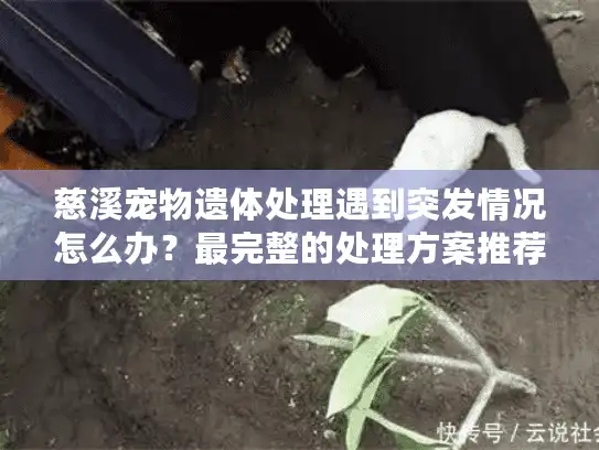 慈溪宠物遗体处理遇到突发情况怎么办？最完整的处理方案推荐
