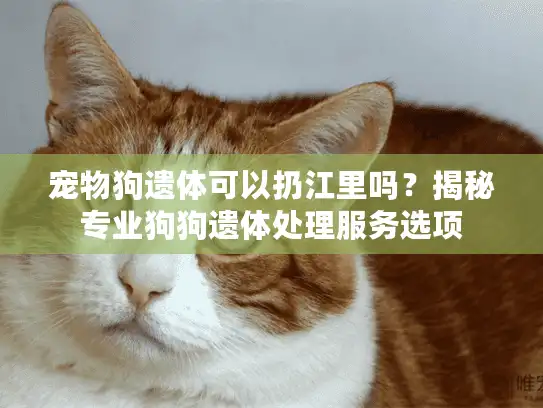 宠物狗遗体可以扔江里吗？揭秘专业狗狗遗体处理服务选项