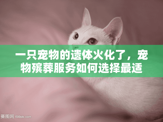 一只宠物的遗体火化了，宠物殡葬服务如何选择最适合？