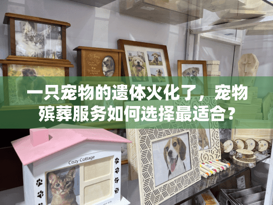 一只宠物的遗体火化了，宠物殡葬服务如何选择最适合？
