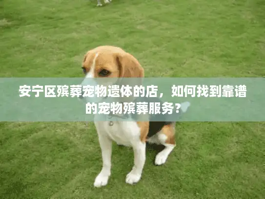 安宁区殡葬宠物遗体的店，如何找到靠谱的宠物殡葬服务？
