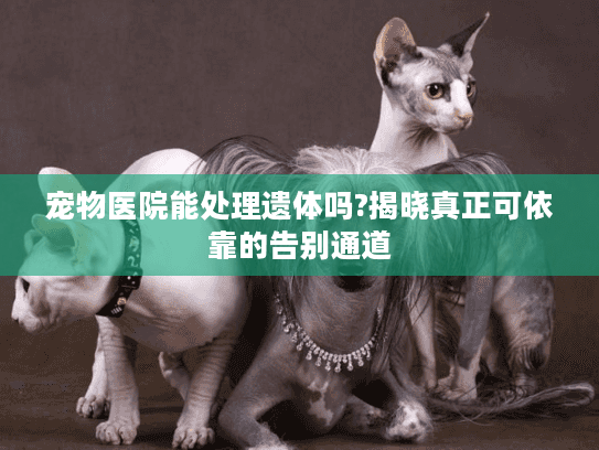 宠物医院能处理遗体吗?揭晓真正可依靠的告别通道 宠物医院能处理遗体吗?揭晓真正可依靠的告别通道