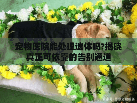 宠物医院能处理遗体吗?揭晓真正可依靠的告别通道 宠物医院能处理遗体吗?揭晓真正可依靠的告别通道