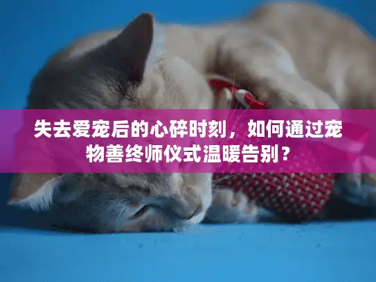 失去爱宠后的心碎时刻，如何通过宠物善终师仪式温暖告别？