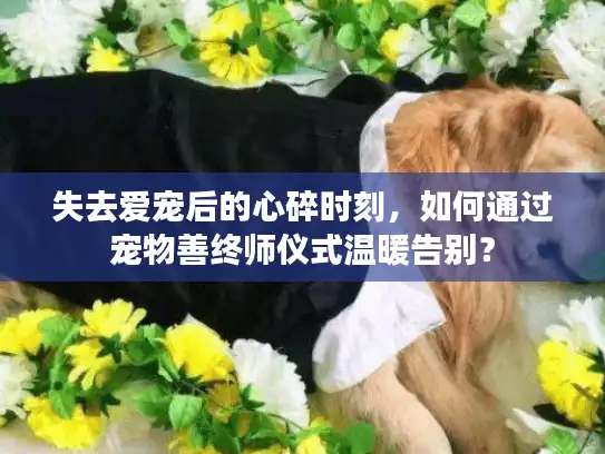 失去爱宠后的心碎时刻，如何通过宠物善终师仪式温暖告别？