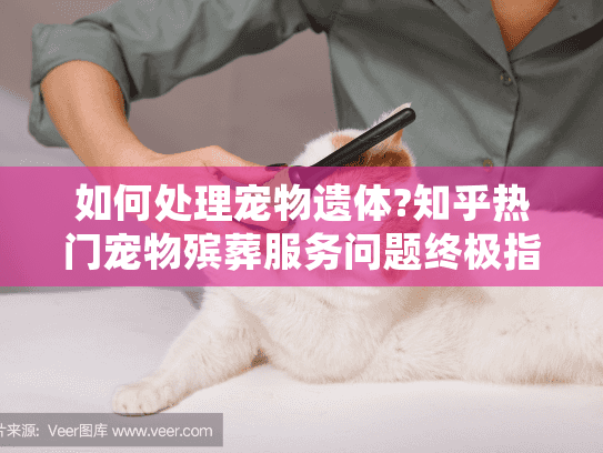 如何处理宠物遗体?知乎热门宠物殡葬服务问题终极指南