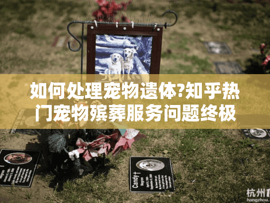 如何处理宠物遗体?知乎热门宠物殡葬服务问题终极指南