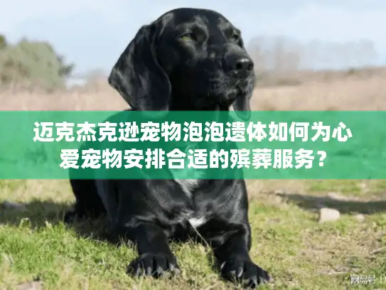 迈克杰克逊宠物泡泡遗体如何为心爱宠物安排合适的殡葬服务？