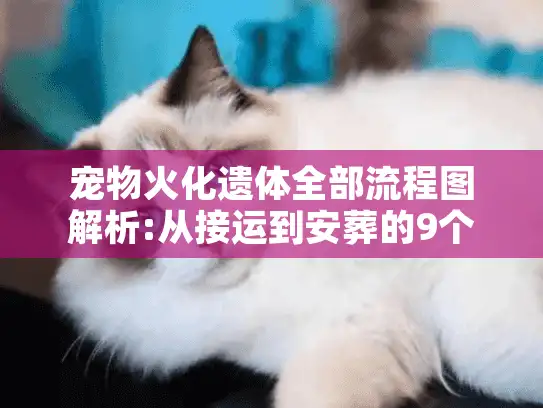 宠物火化遗体全部流程图解析:从接运到安葬的9个关键步骤