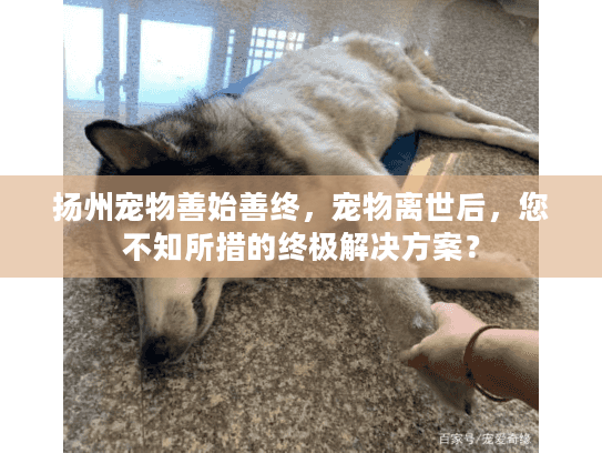 扬州宠物善始善终，宠物离世后，您不知所措的终极解决方案？