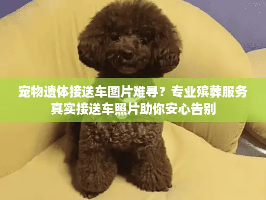 宠物遗体接送车图片难寻？专业殡葬服务真实接送车照片助你安心告别