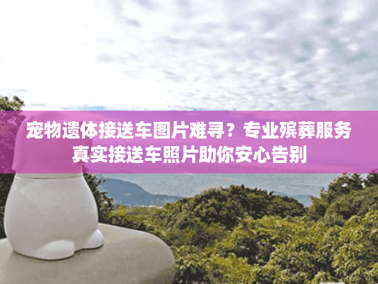 宠物遗体接送车图片难寻？专业殡葬服务真实接送车照片助你安心告别