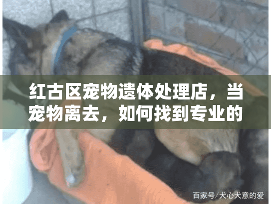 红古区宠物遗体处理店，当宠物离去，如何找到专业的宠物殡葬服务？