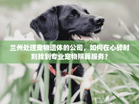 兰州处理宠物遗体的公司，如何在心碎时刻找到专业宠物殡葬服务？