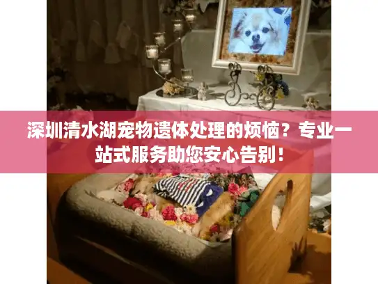 深圳清水湖宠物遗体处理的烦恼？专业一站式服务助您安心告别！