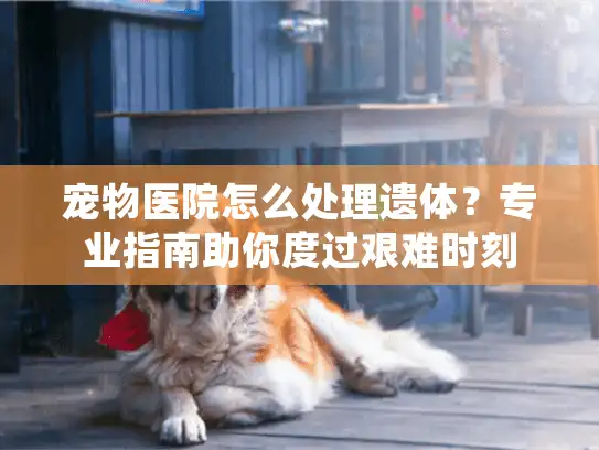 宠物医院怎么处理遗体?专业指南助你度过艰难时刻 宠物医院怎么处理遗体?专业指南助你度过艰难时刻