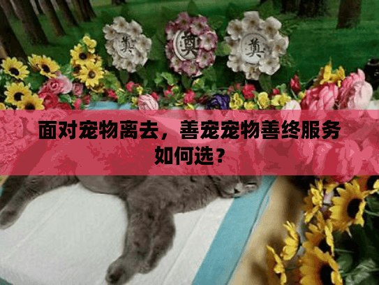 面对宠物离去,善宠宠物善终服务如何选? 面对宠物离去,善宠宠物善终服务如何选?
