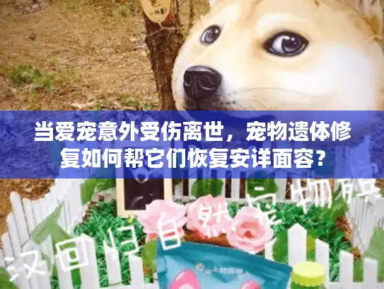 当爱宠意外受伤离世,宠物遗体修复如何帮它们恢复安详面容? 当爱宠意外受伤离世,宠物遗体修复如何帮它们恢复安详面容?