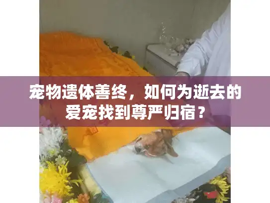 宠物遗体善终，如何为逝去的爱宠找到尊严归宿？