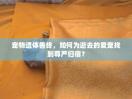 宠物遗体善终，如何为逝去的爱宠找到尊严归宿？