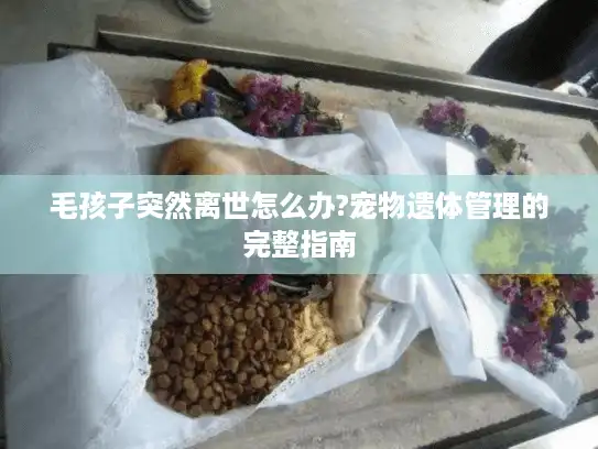 毛孩子突然离世怎么办?宠物遗体管理的完整指南