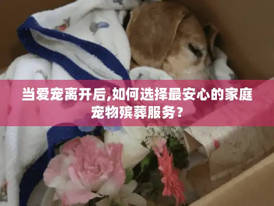 当爱宠离开后,如何选择最安心的家庭宠物殡葬服务？