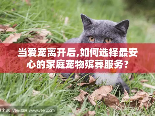 当爱宠离开后,如何选择最安心的家庭宠物殡葬服务？