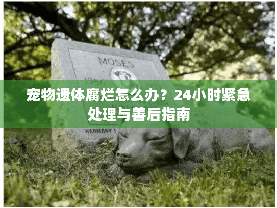 宠物遗体腐烂怎么办?24小时紧急处理与善后指南 宠物遗体腐烂怎么办?24小时紧急处理与善后指南